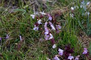 DPPhotography - Extremadura - Pedicularis sylvatica - B
