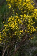 DPPhotography - Extremadura - Pyrenean broom - C