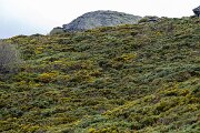 DPPhotography - Extremadura - Pyrenean broom - D