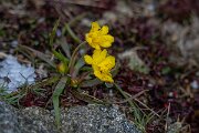 DPPhotography - Extremadura - Ranunculus gramineus - B