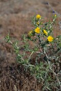 DPPhotography - Extremadura - Scolymus hispanica - B