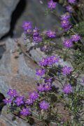 DPPhotography - Extremadura - Spergularia purpurea - A