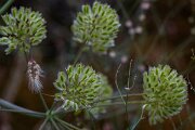 DPPhotography - Extremadura - Thapsia villosa - B