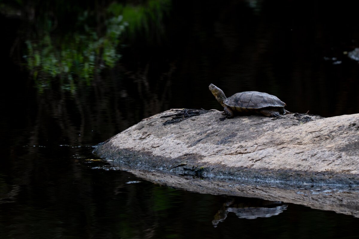DPPhotography - Andalucia - European pond turtle Emys orbicularis - A.jpg - Mediterranean pond turtle, Mauremys leprosa - Sierra de Andújar