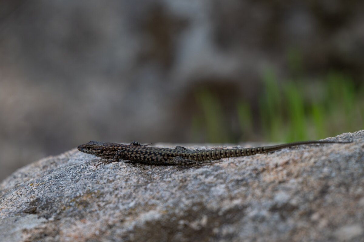 DPPhotography - Andalucia - Geniez's wall lizard, Podarcis virescens - C.jpg - Geniez's wall lizard, Podarcis virescens - Sierra de Andújar