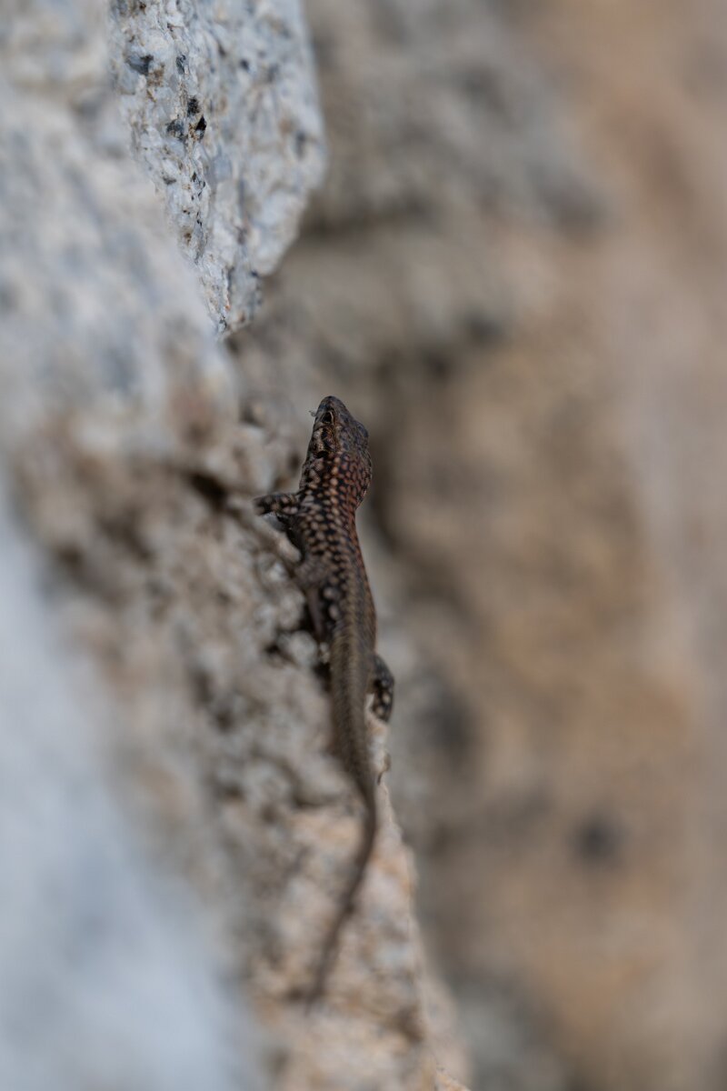 DPPhotography - Andalucia - Geniez's wall lizard, Podarcis virescens - D.jpg - Geniez's wall lizard, Podarcis virescens - Sierra de Andújar
