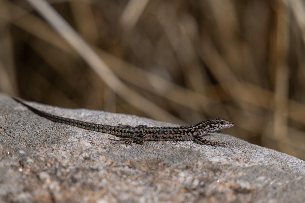 DPPhotography - Andalucia - Geniez's wall lizard, Podarcis virescens - F.jpg - Geniez's wall lizard, Podarcis virescens - Sierra de Andújar