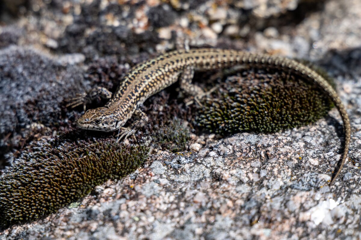 DPPhotography - Extremadura - Guadarrama wall lizard - A.jpg - Guadarrama wall lizard, Podarcis guadarramae - Rio Tormes, Castilla y León