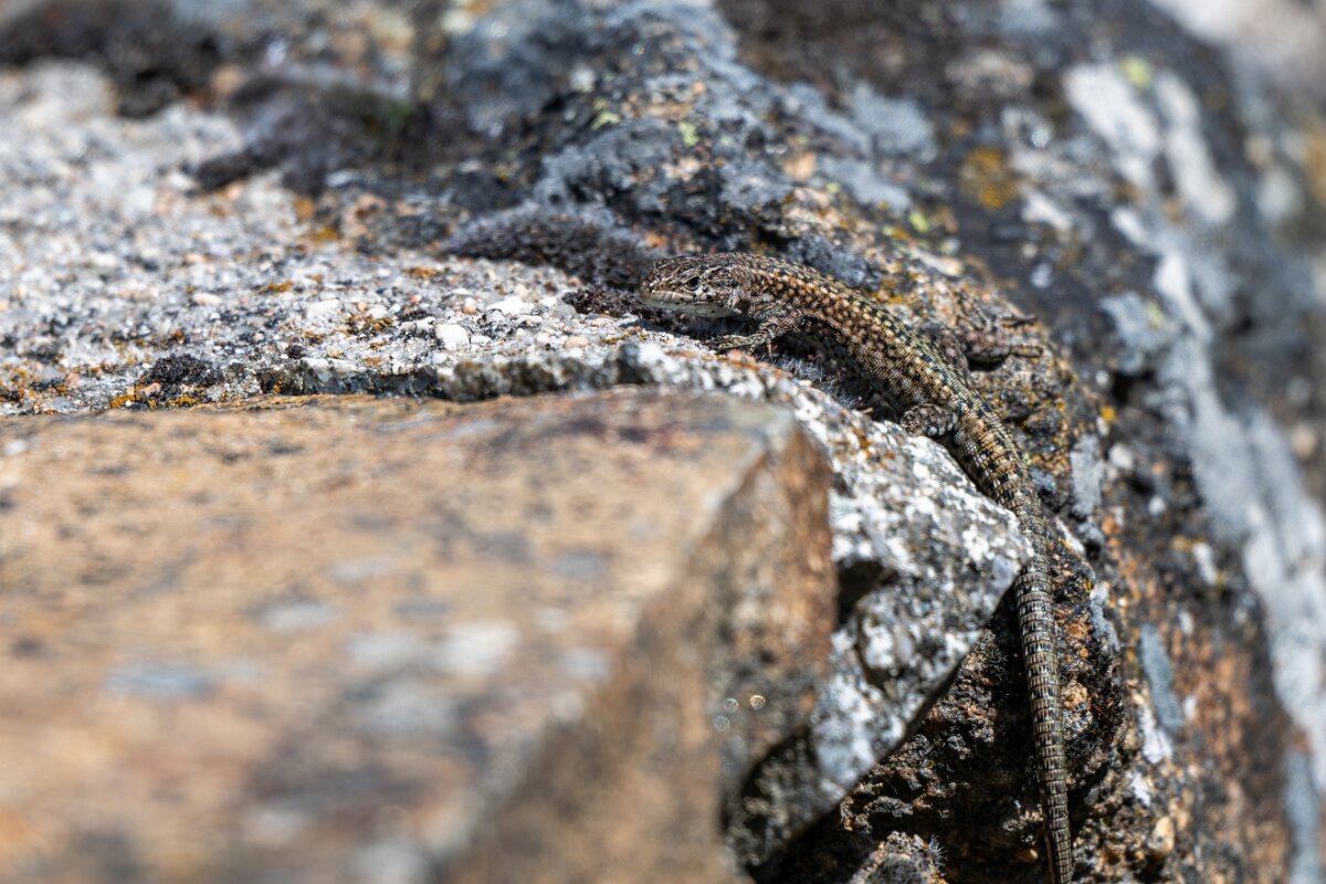 DPPhotography - Extremadura - Guadarrama wall lizard - E.jpg - Guadarrama wall lizard, Podarcis guadarramae - Rio Tormes, Castilla y León