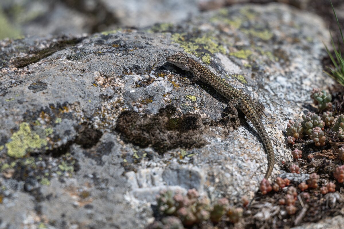 DPPhotography - Extremadura - Guadarrama wall lizard - G.jpg - Guadarrama wall lizard, Podarcis guadarramae - Rio Tormes, Castilla y León