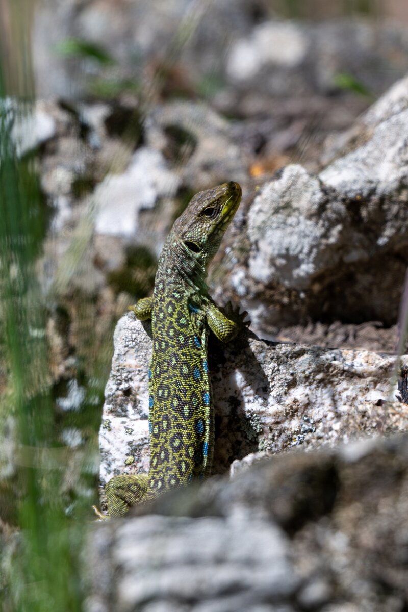 DPPhotography - Extremadura - Ocellated lizard - C.jpg - Ocellated lizard, Timon lepidus - Rio Tormes, Castilla y León