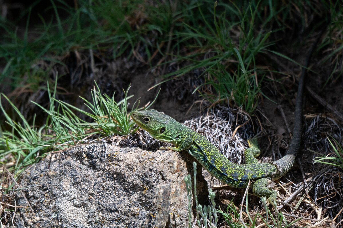 DPPhotography - Extremadura - Ocellated lizard - E.jpg - Ocellated lizard, Timon lepidus - Rio Tormes, Castilla y León