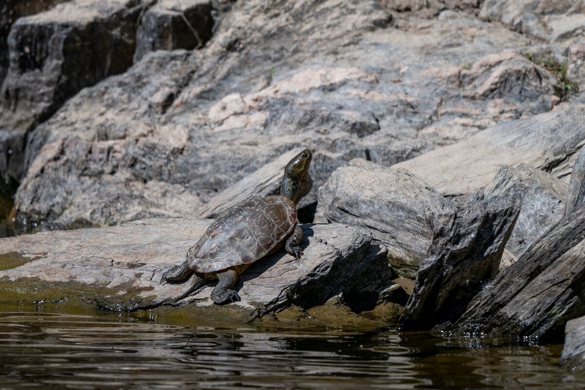 DPPhotography - Extremadura - Spanish pond-turtle - D.jpg - Mediterranean pond turtle, Mauremys leprosa - Río Magasca, Extremadura