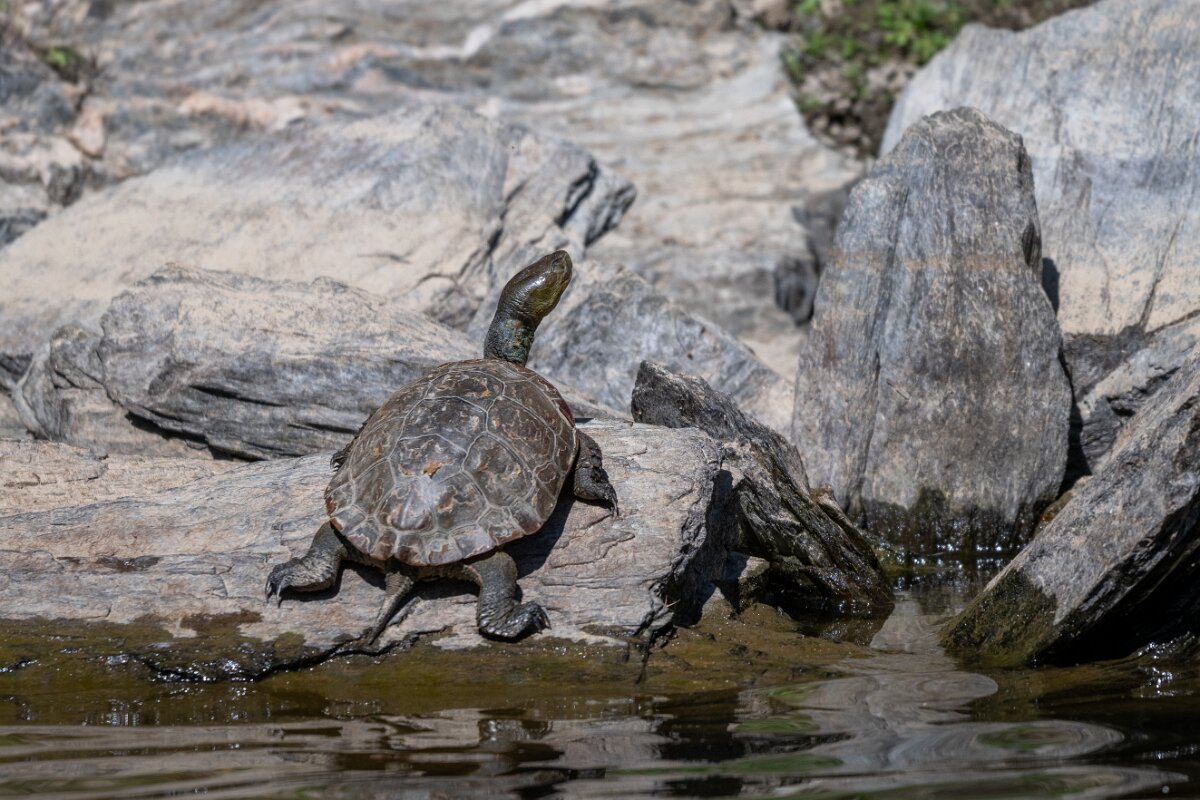 DPPhotography - Extremadura - Spanish pond-turtle - E.jpg - Mediterranean pond turtle, Mauremys leprosa - Río Magasca, Extremadura