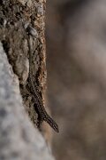 DPPhotography - Andalucia - Geniez's wall lizard, Podarcis virescens - B
