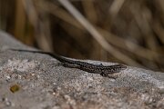 DPPhotography - Andalucia - Geniez's wall lizard, Podarcis virescens - E