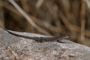 DPPhotography - Andalucia - Geniez's wall lizard, Podarcis virescens - F