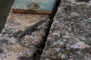 DPPhotography - Andalucia - Geniez's wall lizard, Podarcis virescens - I