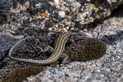 DPPhotography - Extremadura - Guadarrama wall lizard - B