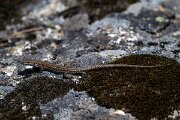 DPPhotography - Extremadura - Guadarrama wall lizard - C