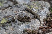DPPhotography - Extremadura - Guadarrama wall lizard - G