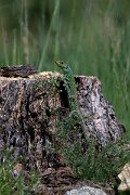 DPPhotography - Extremadura - Ocellated lizard - A