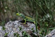 DPPhotography - Extremadura - Ocellated lizard - B