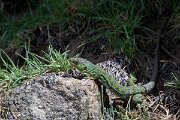 DPPhotography - Extremadura - Ocellated lizard - E
