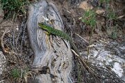 DPPhotography - Extremadura - Ocellated lizard - F
