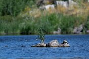 DPPhotography - Extremadura - Spanish pond-turtle - A