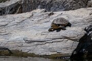 DPPhotography - Extremadura - Spanish pond-turtle - C