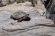DPPhotography - Extremadura - Spanish pond-turtle - F