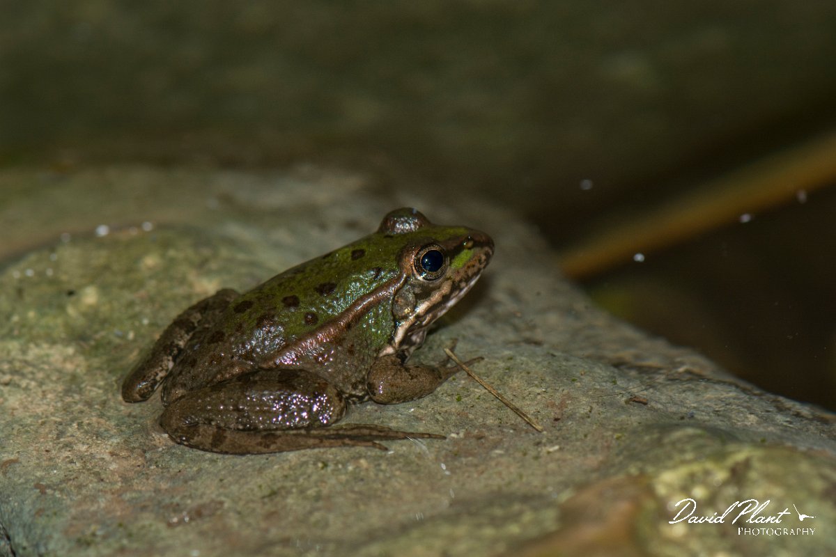 DPPhotography - Mallorca - Iberian water frog - B.jpg - Iberian water frog - Torrent de Mortitx, Mallorca