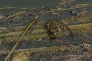 DPPhotography - Mallorca - Iberian water frog - A
