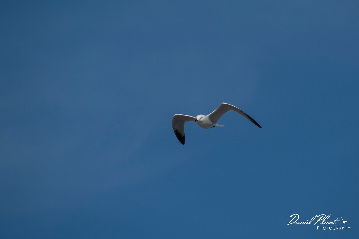 DPPhotography - Mallorca - Audouin's gull - A.jpg - Audouin's gull - Cabrera, Mallorca