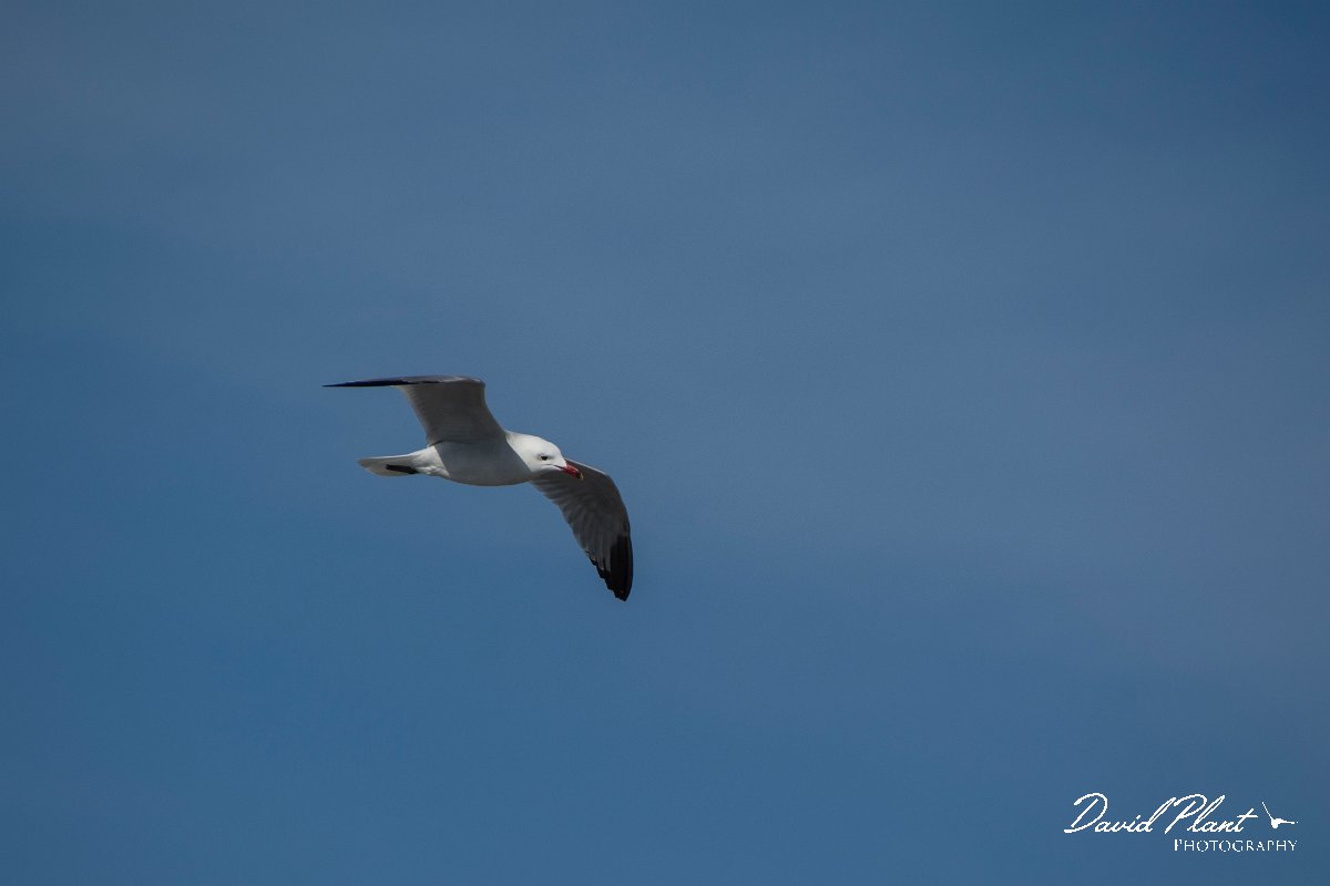DPPhotography - Mallorca - Audouin's gull - B.jpg - Audouin's gull - Cabrera, Mallorca