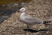 DPPhotography - Mallorca - Audouin's gull - E