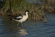 DPPhotography - Mallorca - Avocet - A