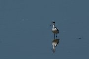 DPPhotography - Mallorca - Avocet - C