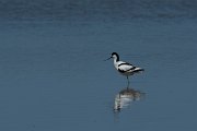 DPPhotography - Mallorca - Avocet - D