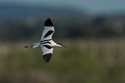 DPPhotography - Mallorca - Avocet - F