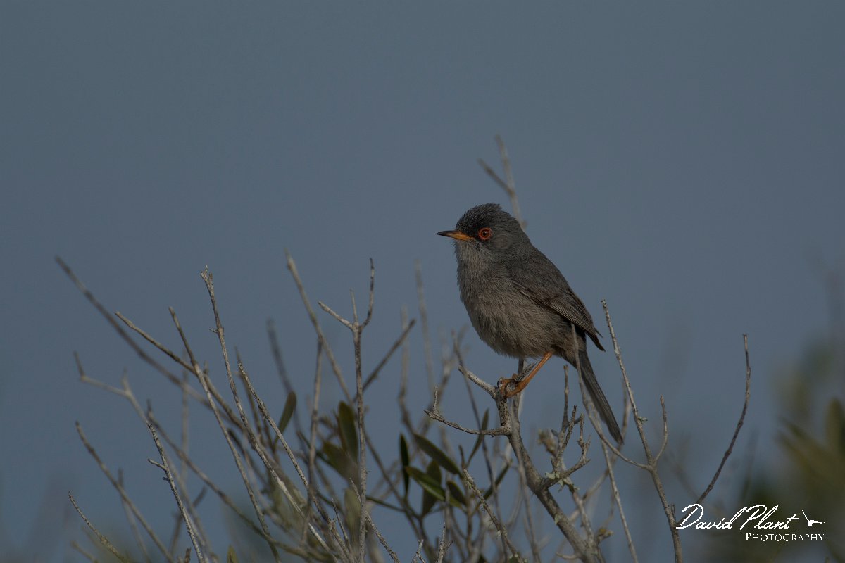 DPPhotography - Mallorca - Balearic warbler - C.jpg - Balearic warbler - Cap Blanc, Mallorca
