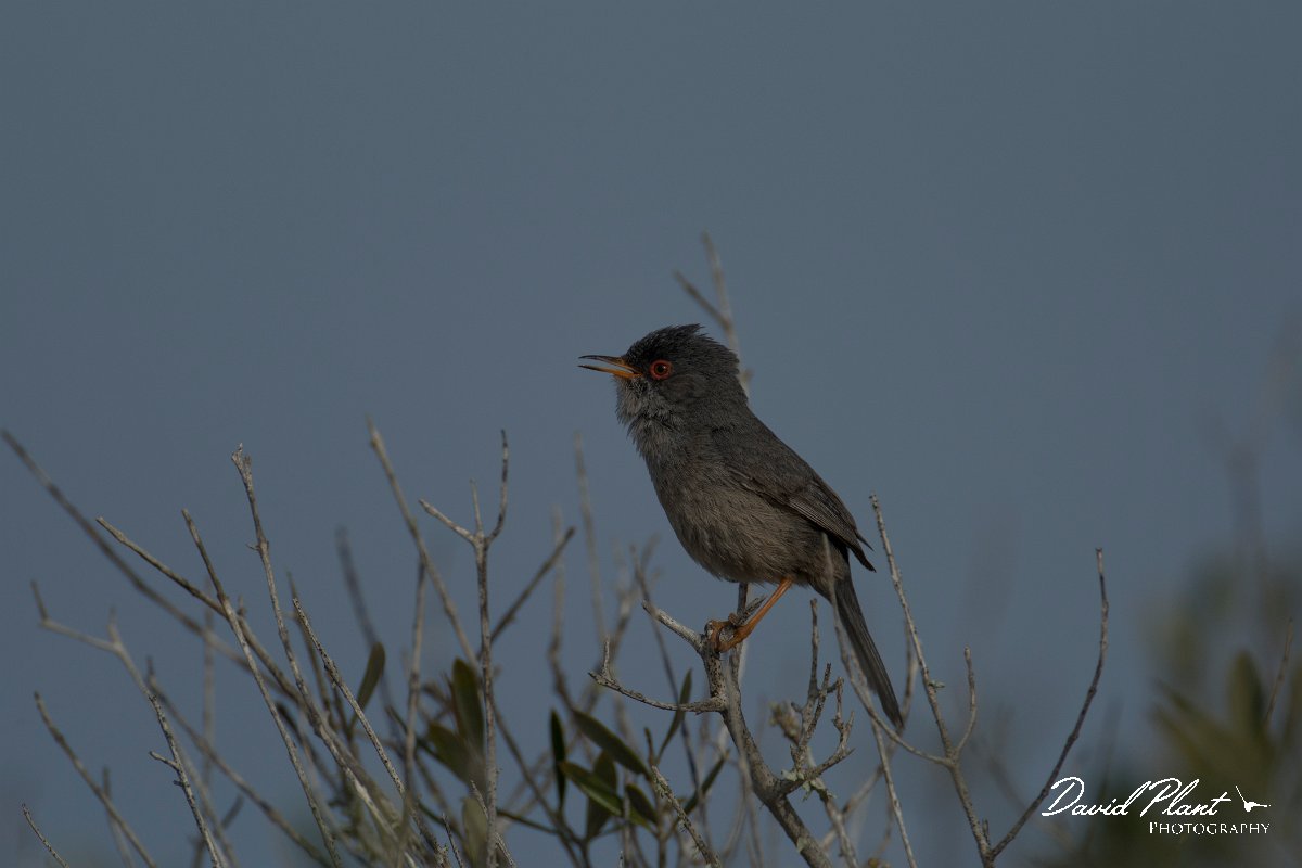 DPPhotography - Mallorca - Balearic warbler - D.jpg - Balearic warbler - Cap Blanc, Mallorca