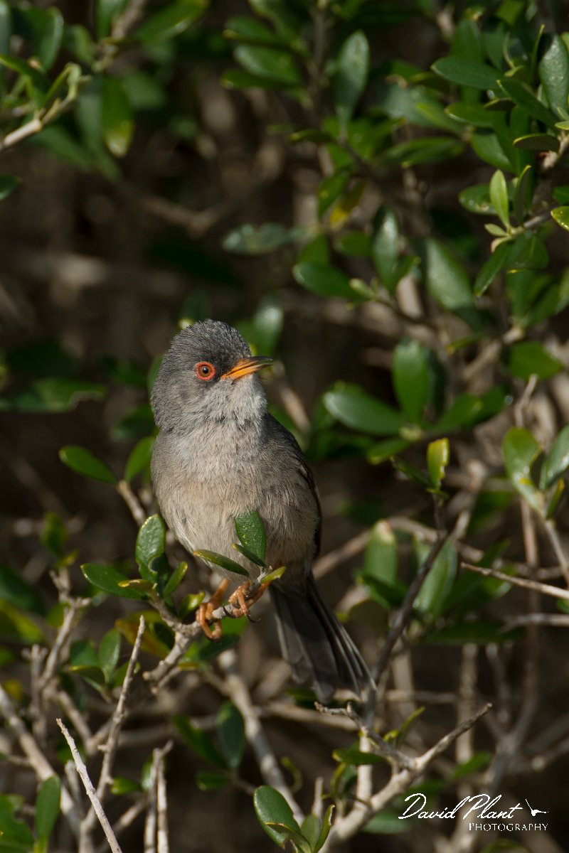 DPPhotography - Mallorca - Balearic warbler - H.jpg - Balearic warbler - Cap Blanc, Mallorca