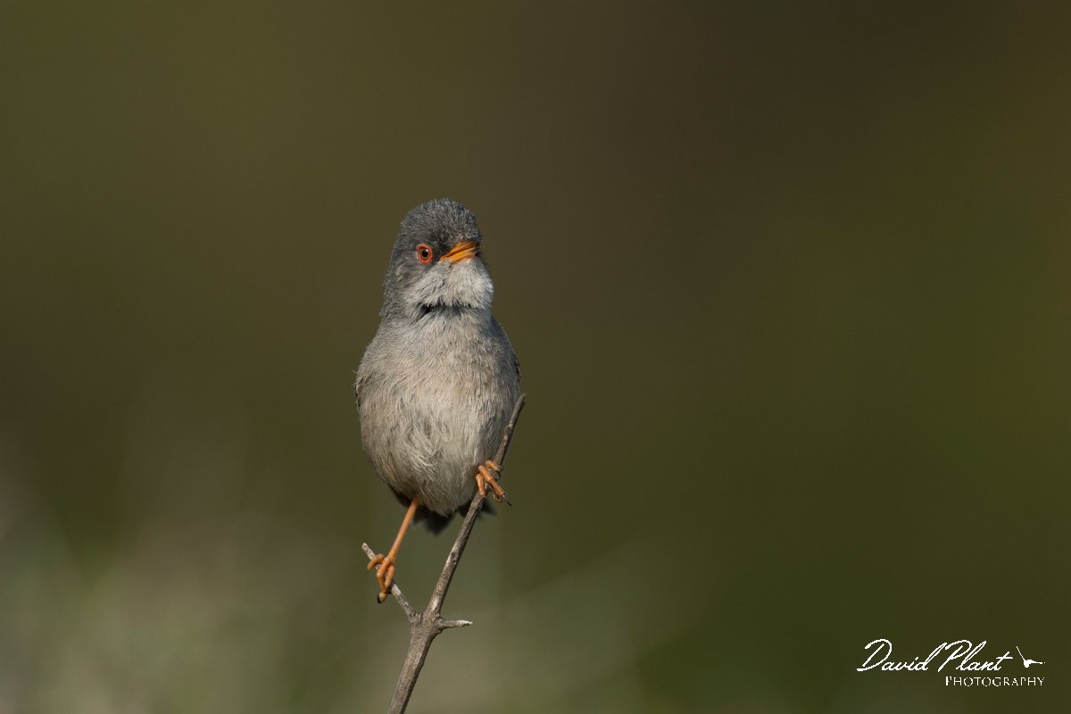 DPPhotography - Mallorca - Balearic warbler - I.jpg - Balearic warbler - Cap Blanc, Mallorca