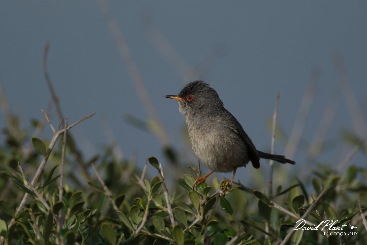 DPPhotography - Mallorca - Balearic warbler - N.jpg - Balearic warbler - Cap Blanc, Mallorca