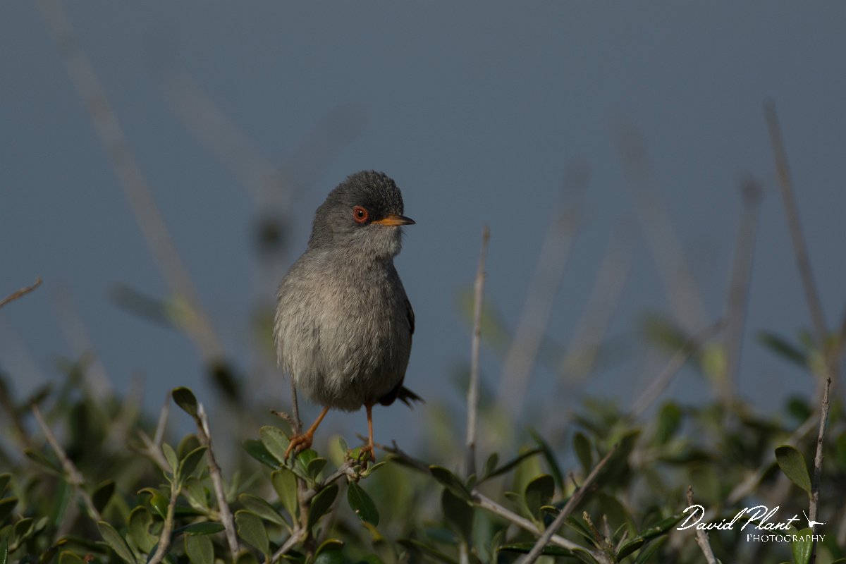 DPPhotography - Mallorca - Balearic warbler - O.jpg - Balearic warbler - Cap Blanc, Mallorca
