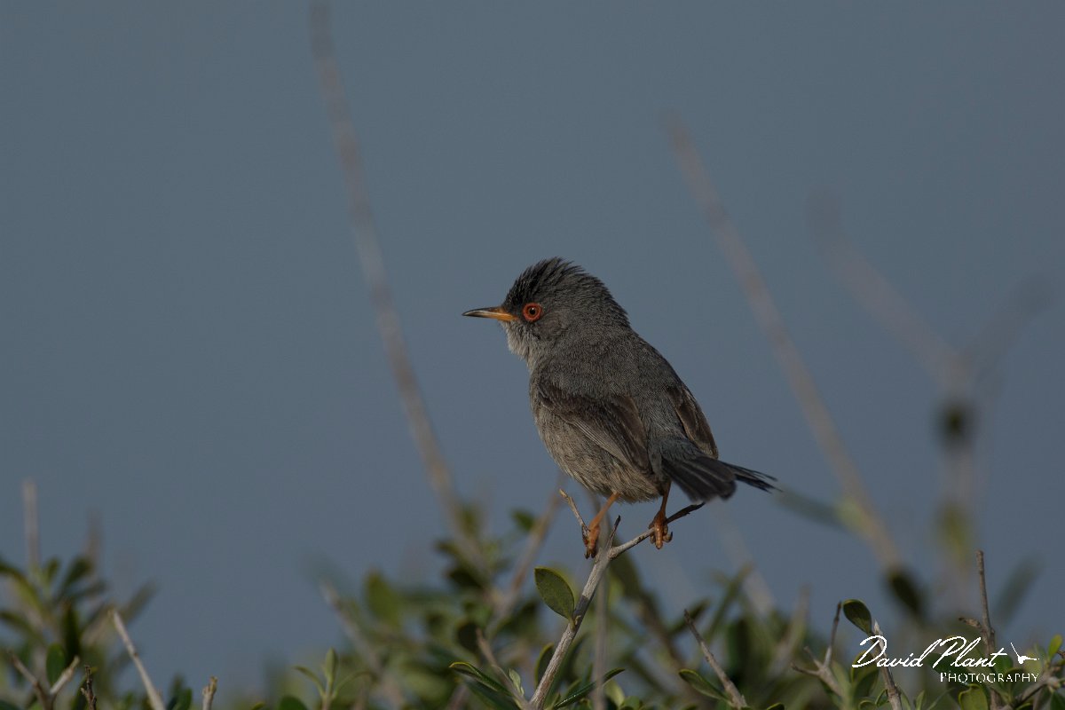 DPPhotography - Mallorca - Balearic warbler - Q.jpg - Balearic warbler - Cap Blanc, Mallorca