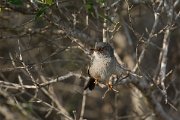 DPPhotography - Mallorca - Balearic warbler - A