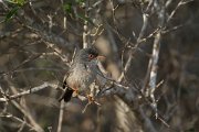 DPPhotography - Mallorca - Balearic warbler - B